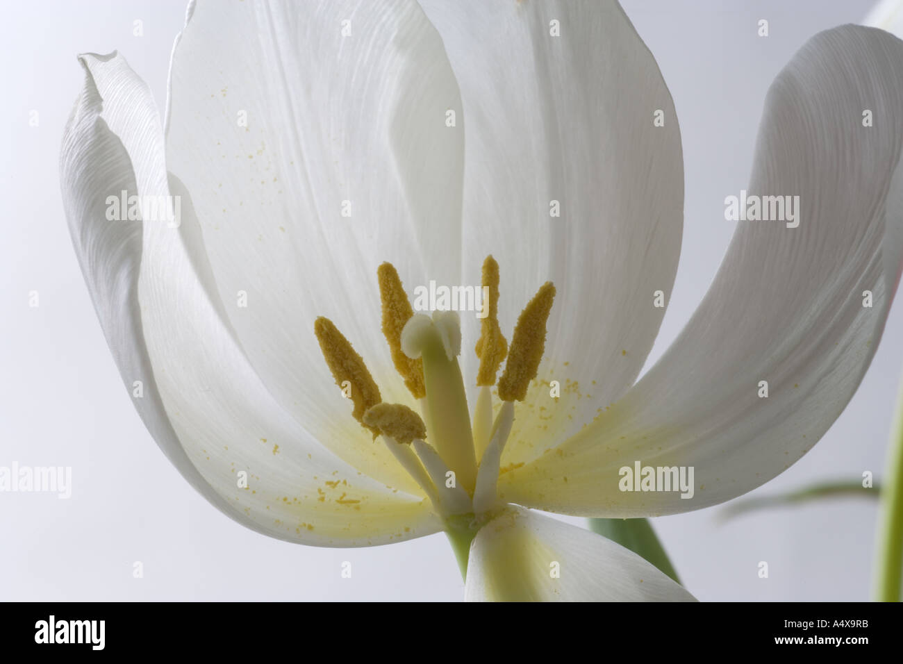 White Tulip dettaglio Foto Stock