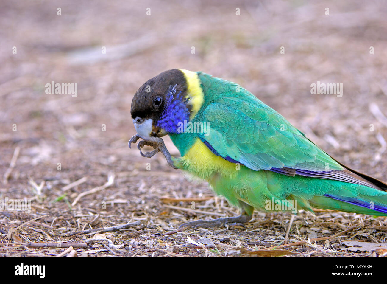 Ringneck australiano, Barnardius zonarius, mangiare mais, territorio nothery, australia Foto Stock