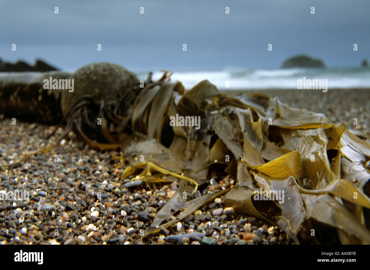 Bullwhip Kelp Foto Stock