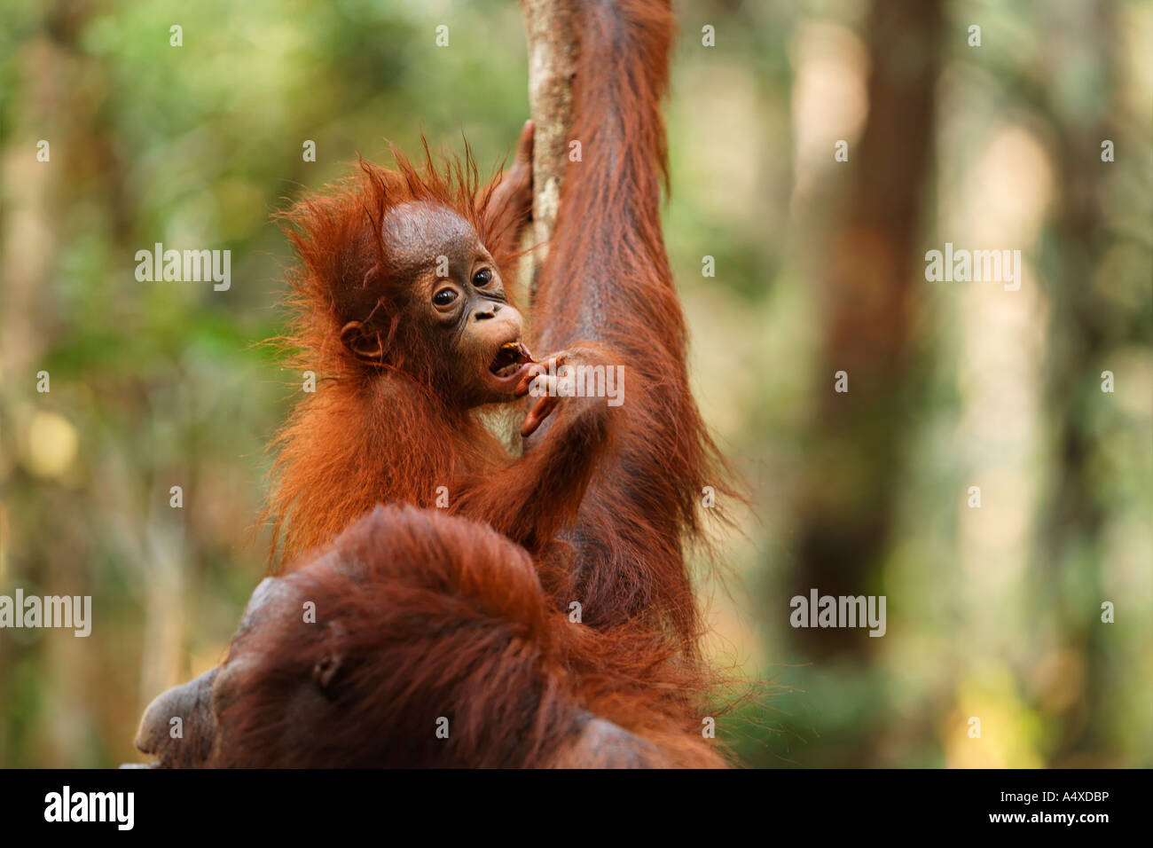 Orang-Utan (Pongo pygmaeus) in Tanjung Putting parco nazionale, Central-Kalimantan, Borneo, Indonesia Foto Stock