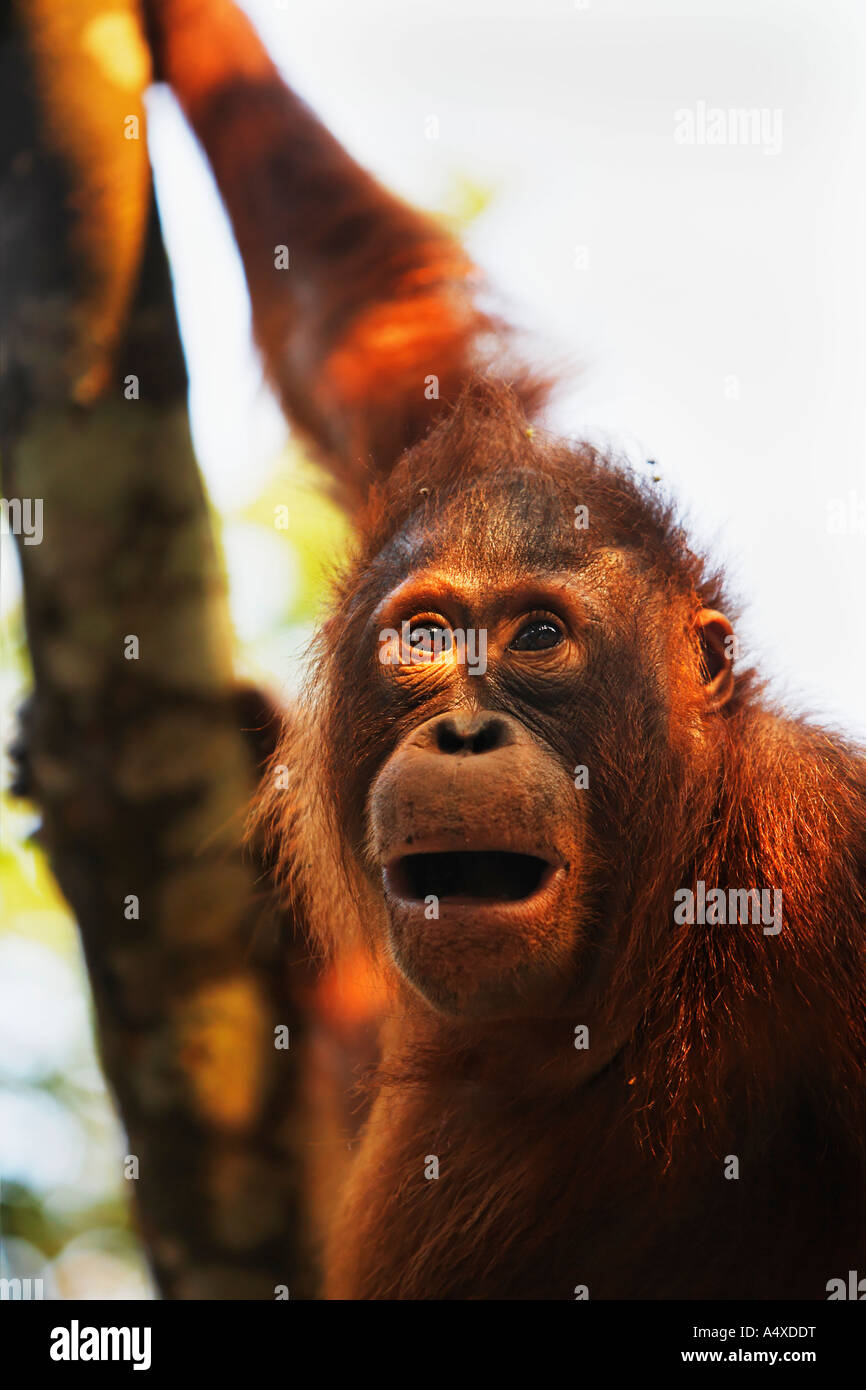 Orang-Utan (Pongo pygmaeus) in Tanjung Putting parco nazionale, Central-Kalimantan, Borneo, Indonesia Foto Stock