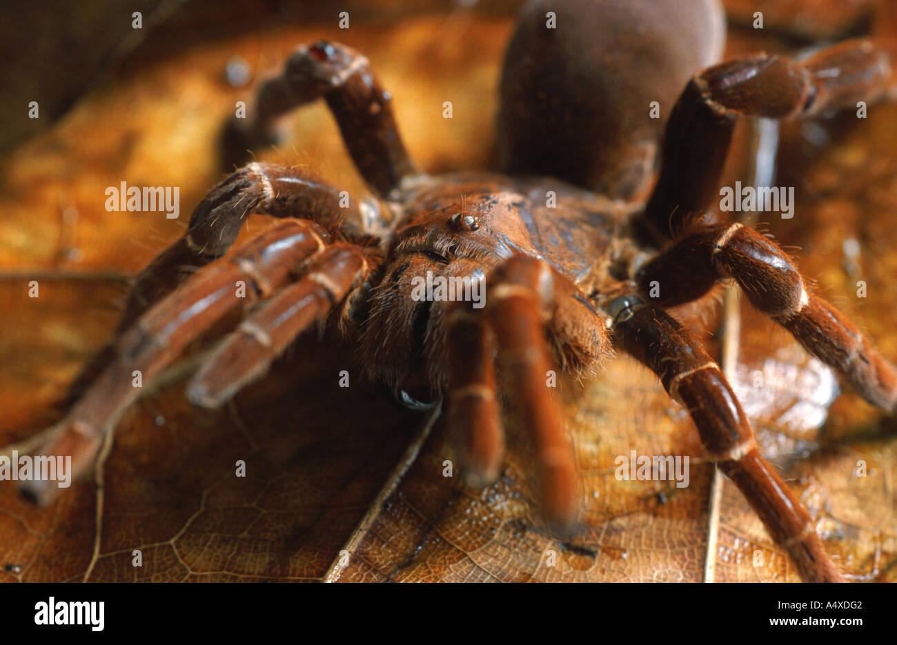 Re babbuino, African tarantula (Citharischius crawshayi), singoli da sopra Foto Stock