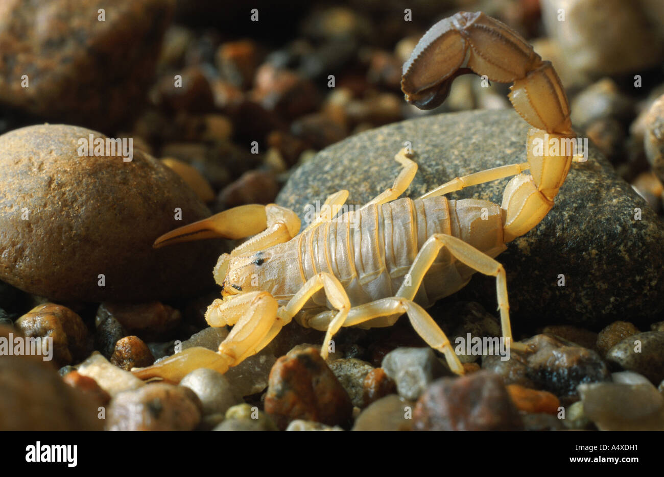 Fattailed scorpion, fat-tailed scorpion, African fat-tailed scorpion (Androctonus australis), vista lato con sting Foto Stock