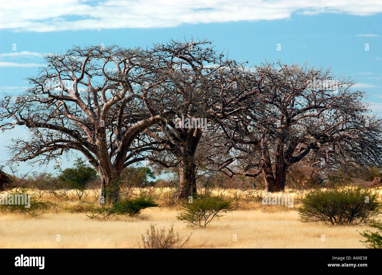 Tre Africa alberi di castagno Foto Stock
