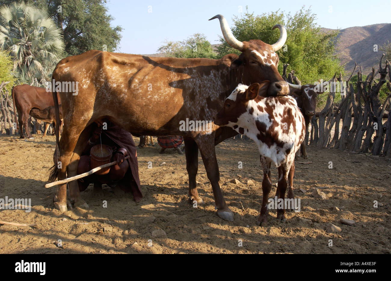 Donna Himba mungitura di una mucca Foto Stock