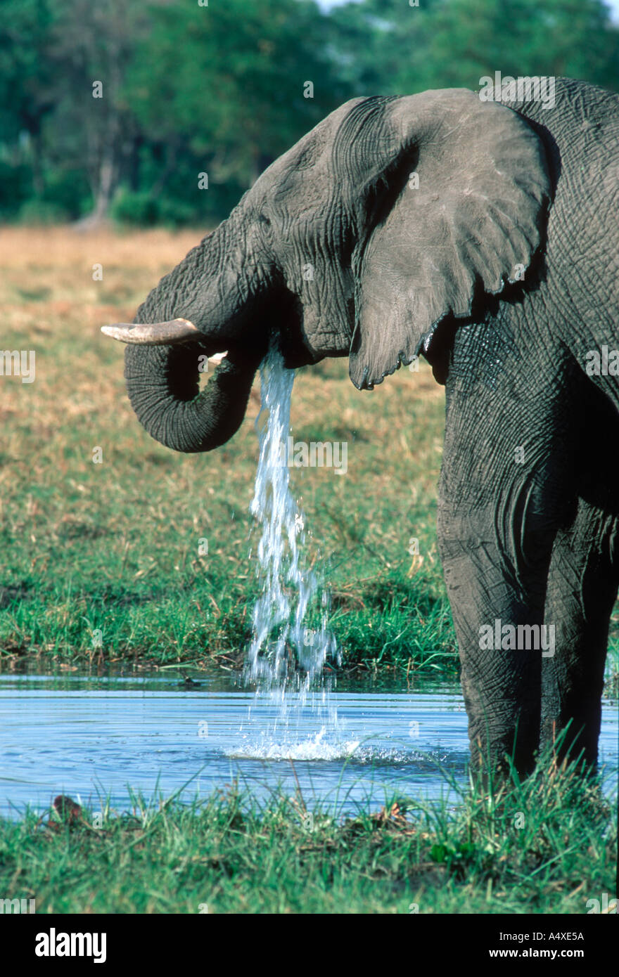 Elephant di bere Foto Stock