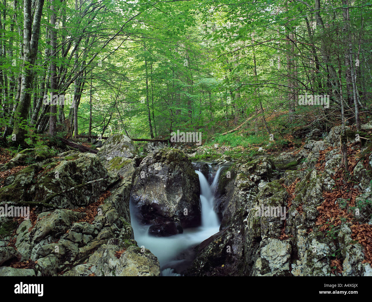 Cascata in la forra del torrente Mostnica, Stara Fuzina, il parco nazionale del Triglav, slovenia Foto Stock