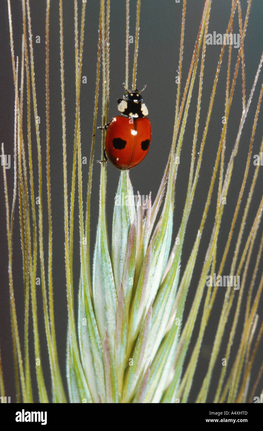Due spot coccinella, 2-spot ladybird (Adalia bipunctata), seduto su un orecchio Foto Stock