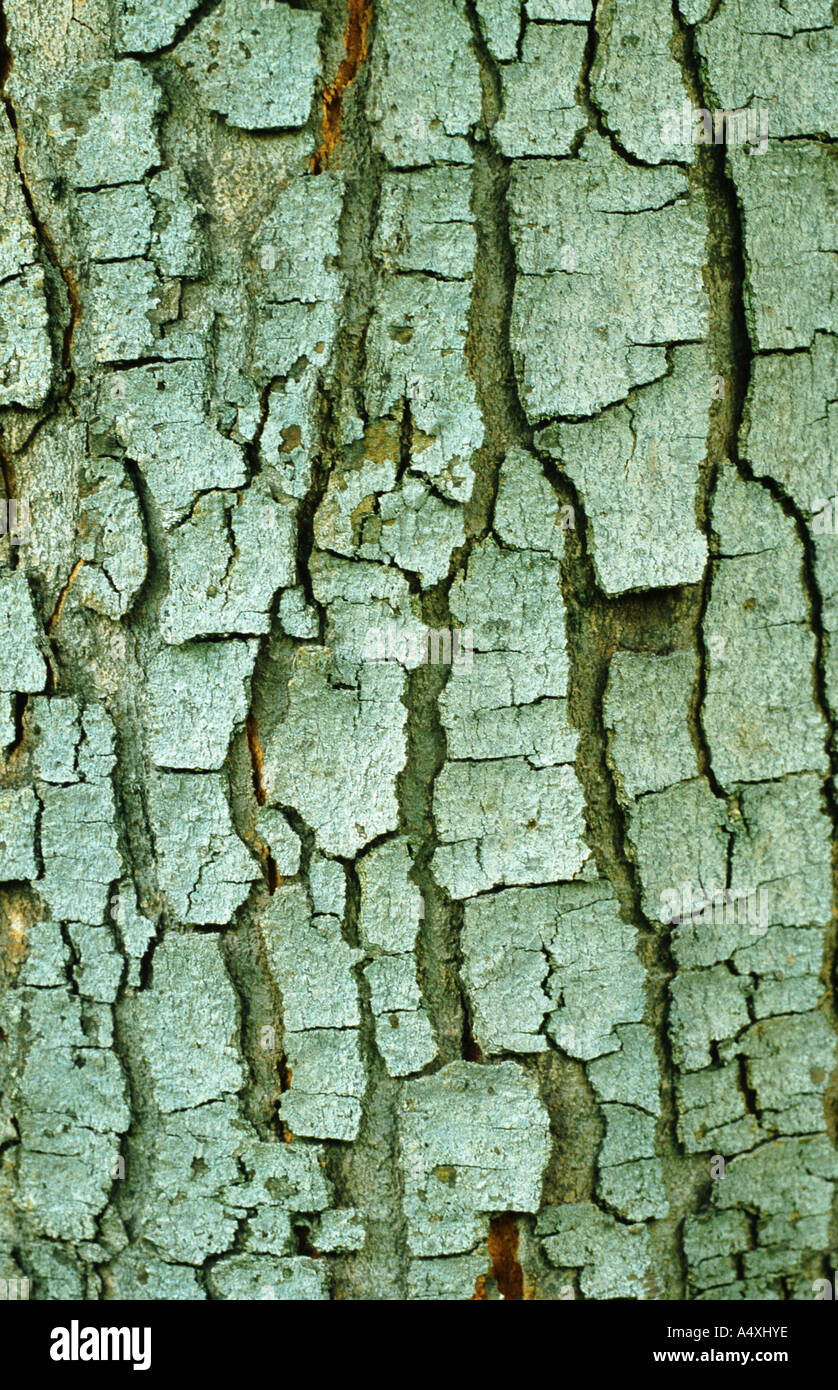 Acero di monte, grande Acero (Acer pseudoplatanus), corteccia Foto Stock