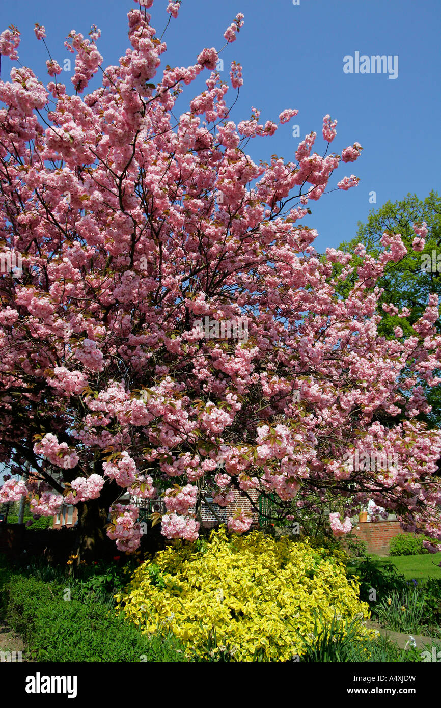 Giapponese in fiore ciliegio (Prunus spec.) - Altes Land di Amburgo, Bassa Sassonia Foto Stock