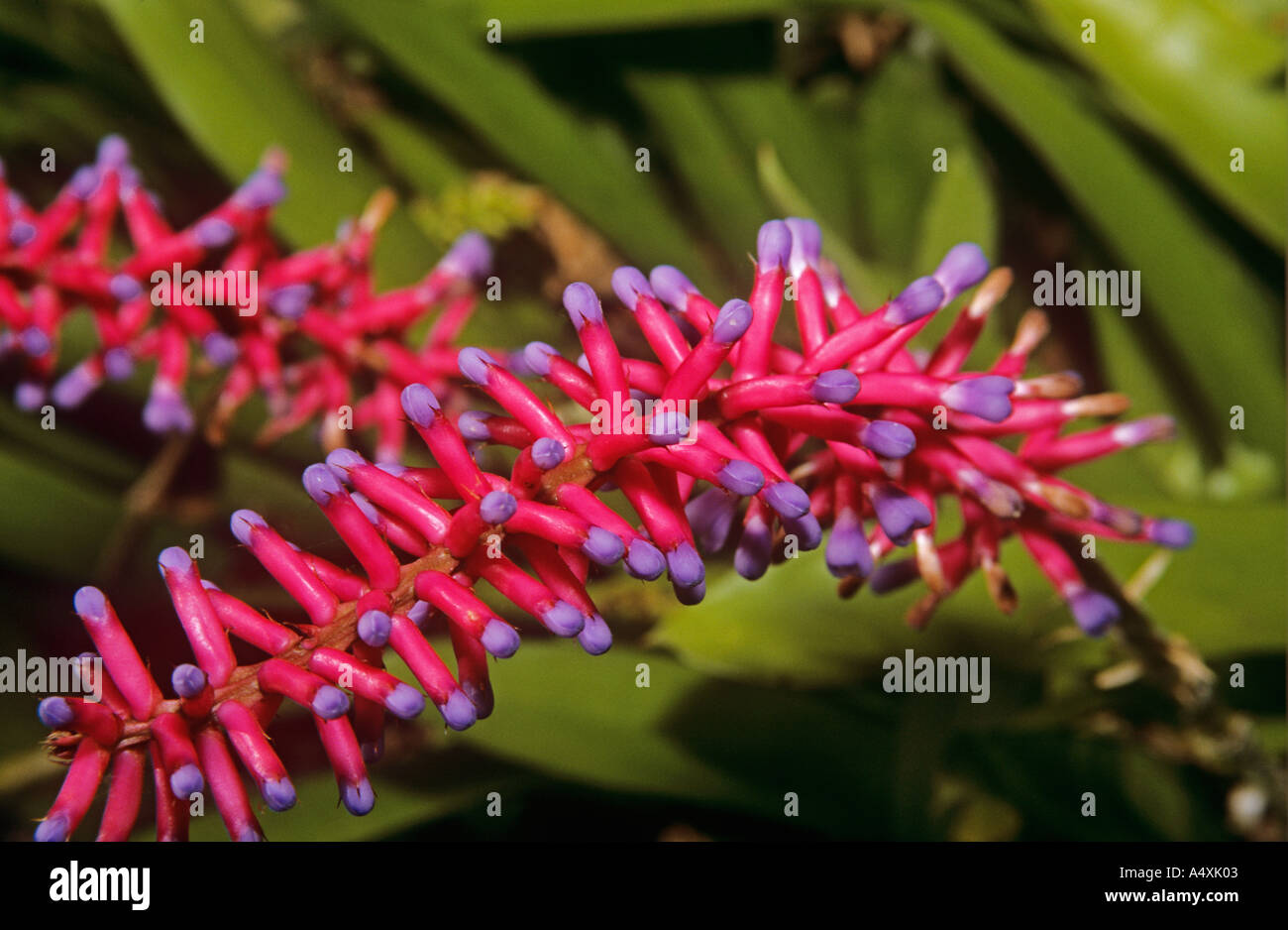 Un rosso australiano di fiori esotici Foto Stock