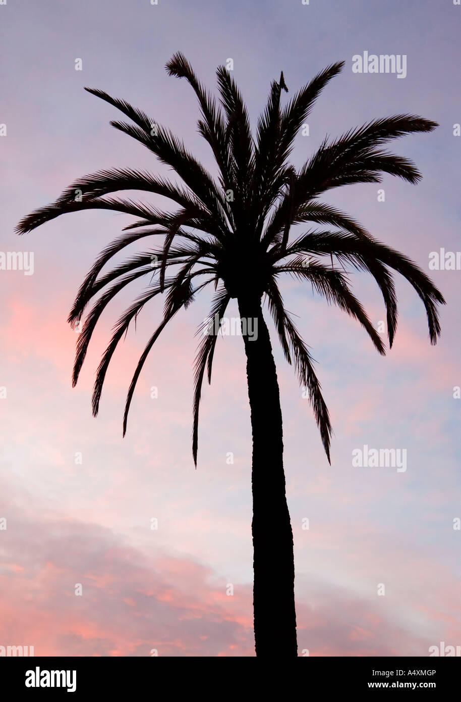 La silhouette di un albero di palma di sera Foto Stock