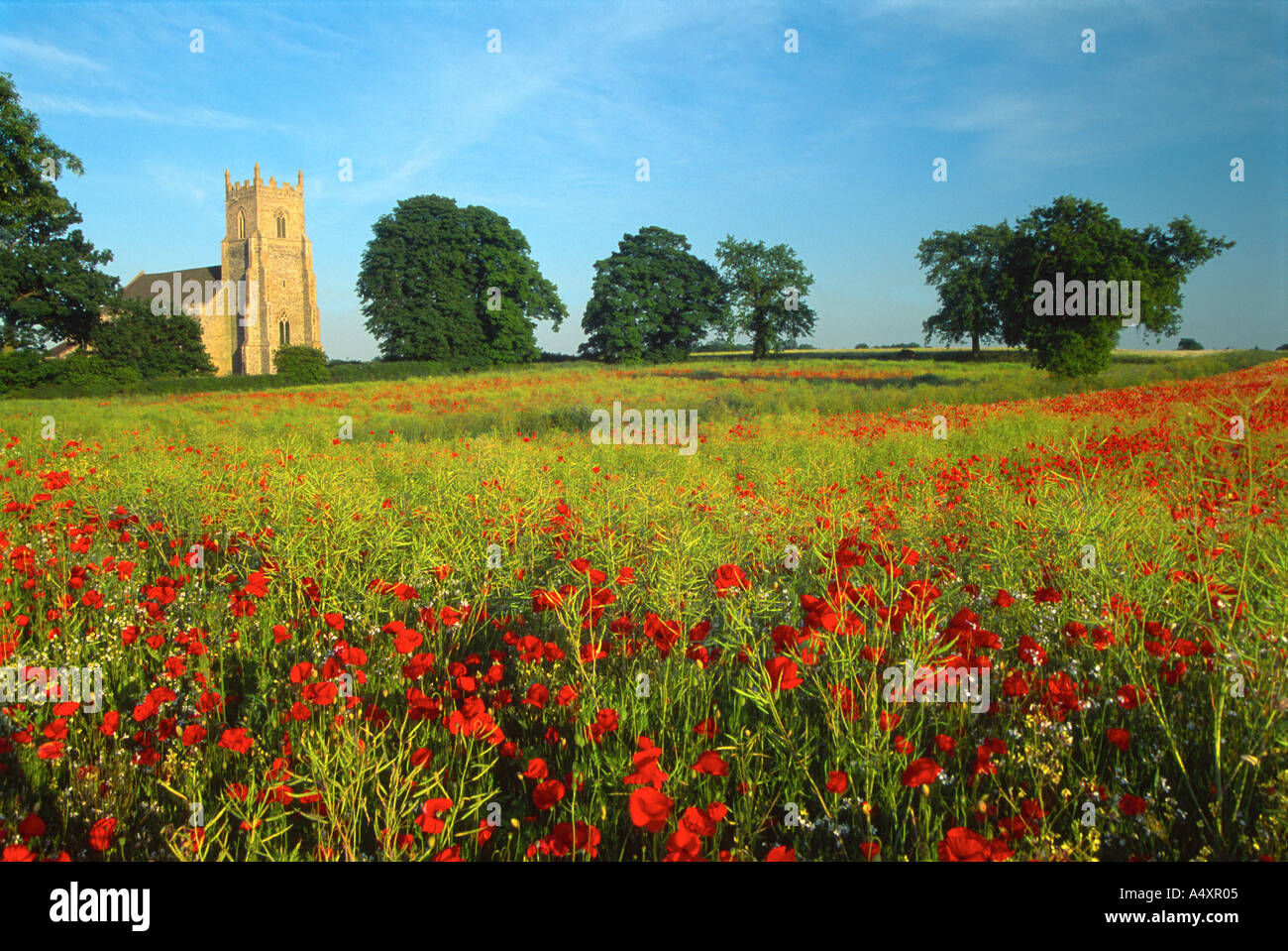 Poppyfield e chiesa di Lyng a metà Norfolk England Regno Unito Foto Stock