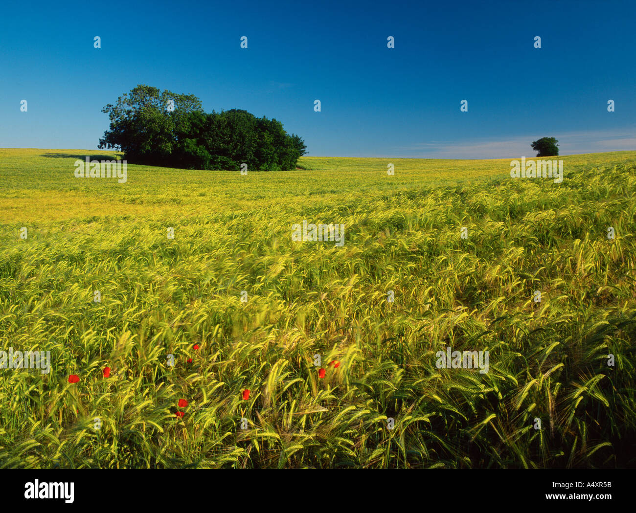 Campo di orzo vicino a Worthing in Norfolk England Regno Unito Foto Stock