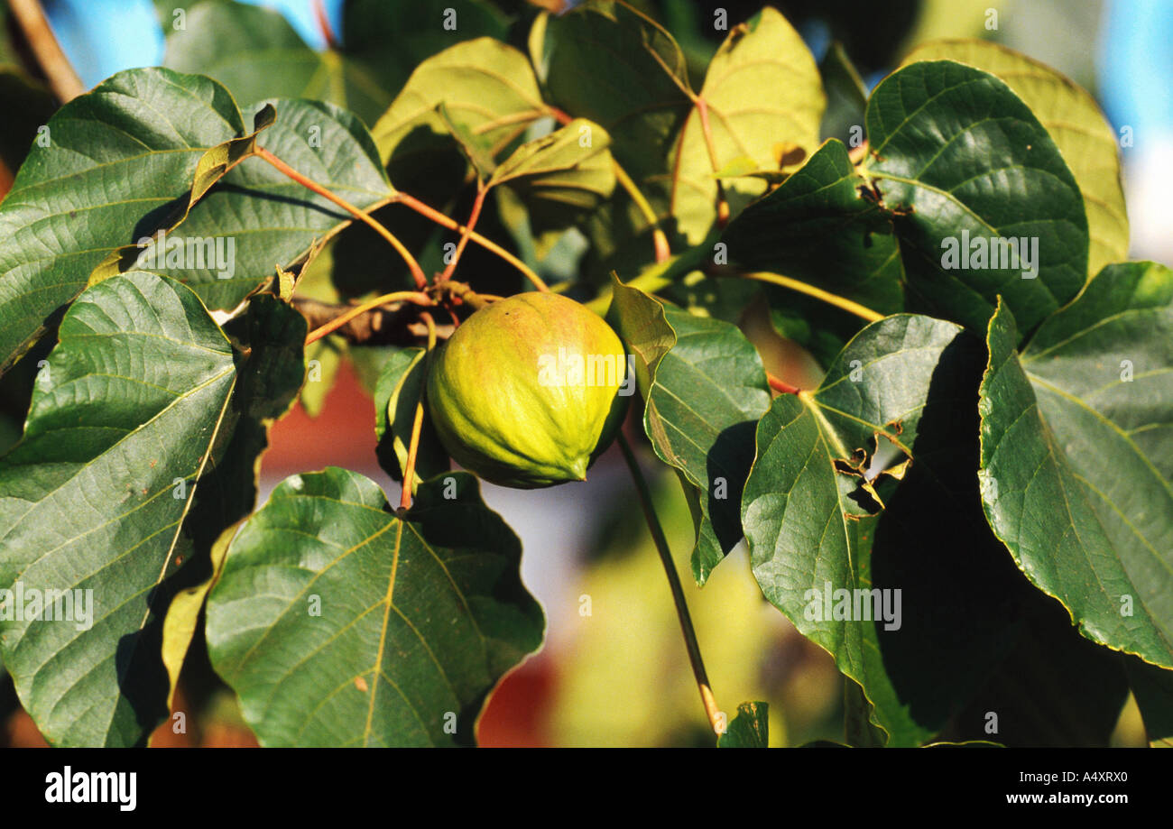 Um albero di olio di tung, Aleurites (montana), frutta nel fogliame, semi di  offrire il cosiddetto olio di um Foto stock - Alamy