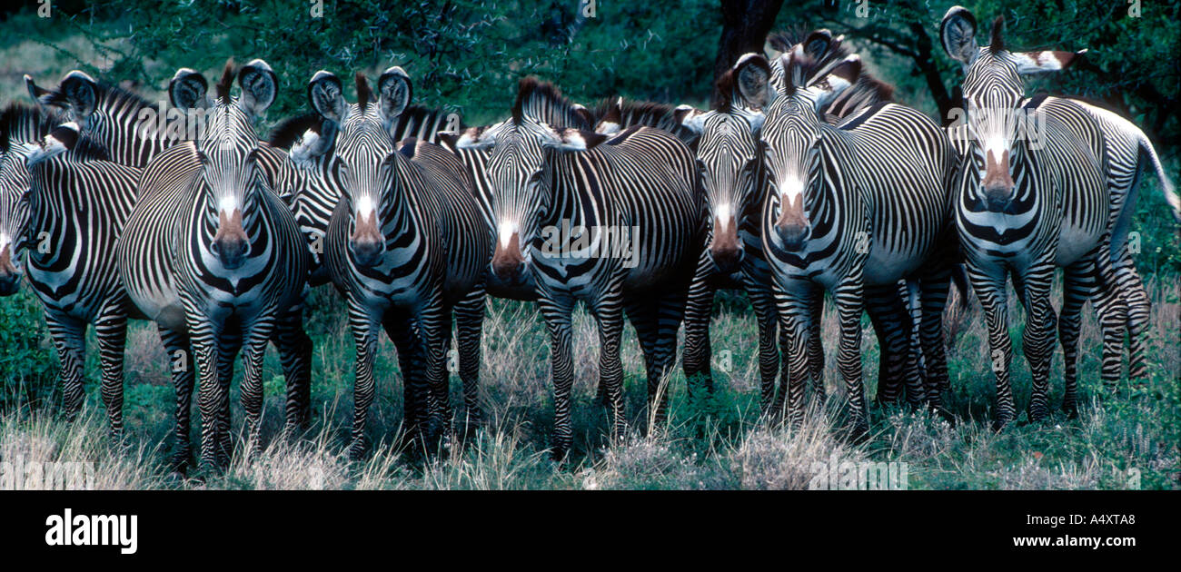 Zebra Grevys Equus grevyi Samburu Riserva nazionale del Kenya Foto Stock