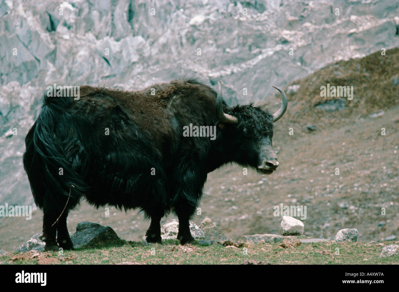 Yak Bos mutus superiore Valle Langtang Nepal Foto Stock