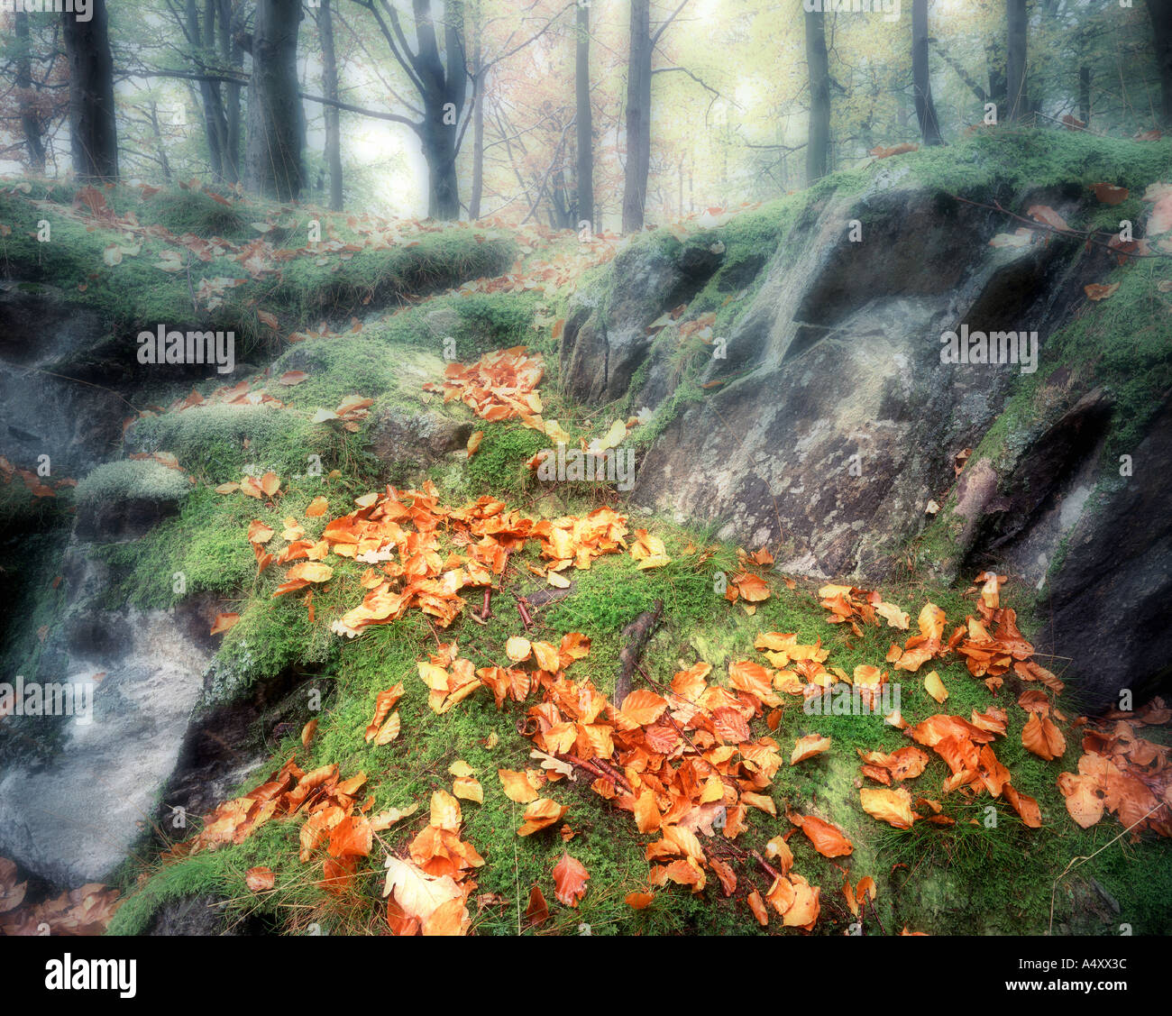GB - CUMBRIA: autunno a Grasmere boschi nel Parco Nazionale del Distretto dei Laghi Foto Stock