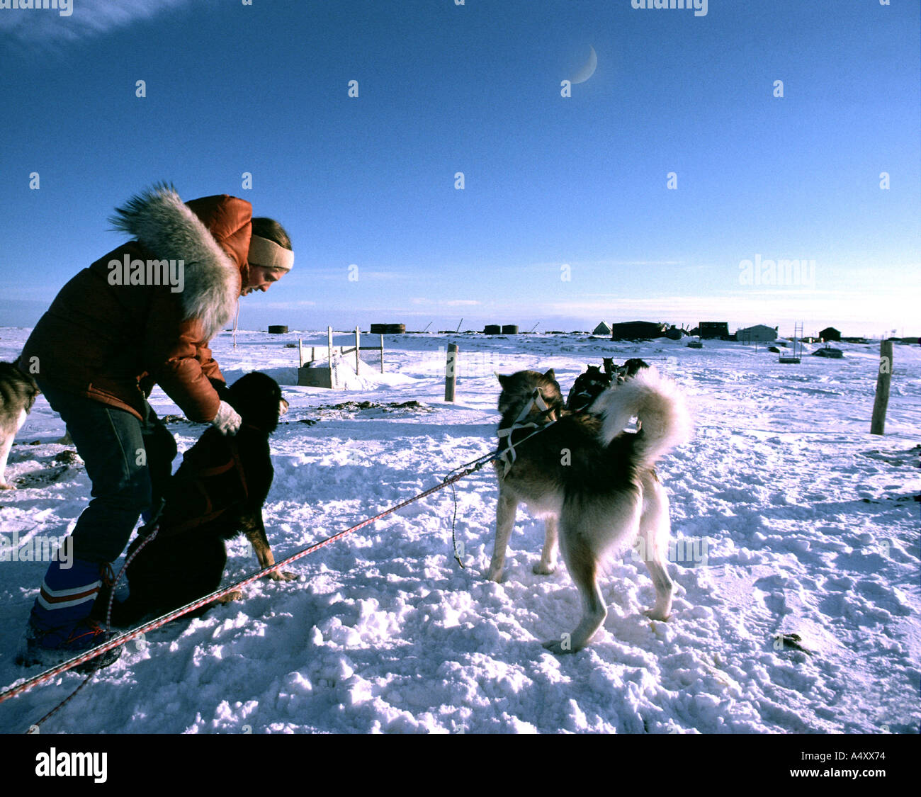 Stati Uniti - ALASKA : musher e team di cane vicino a Nome Foto Stock