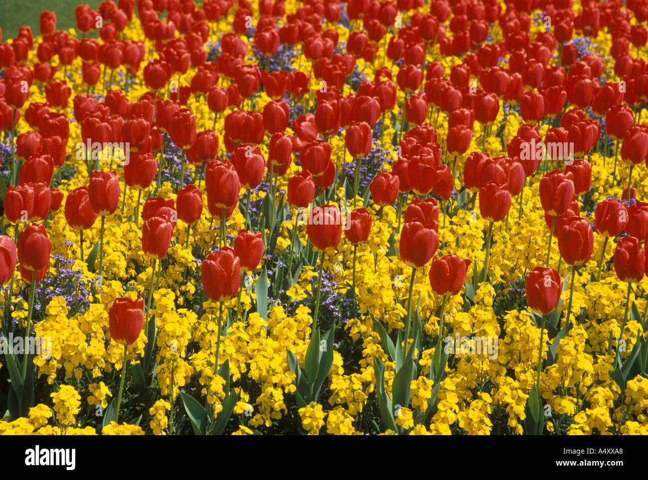 I tulipani Queen Victoria Memorial Gardens Londra Inghilterra Regno Unito Europa Foto Stock