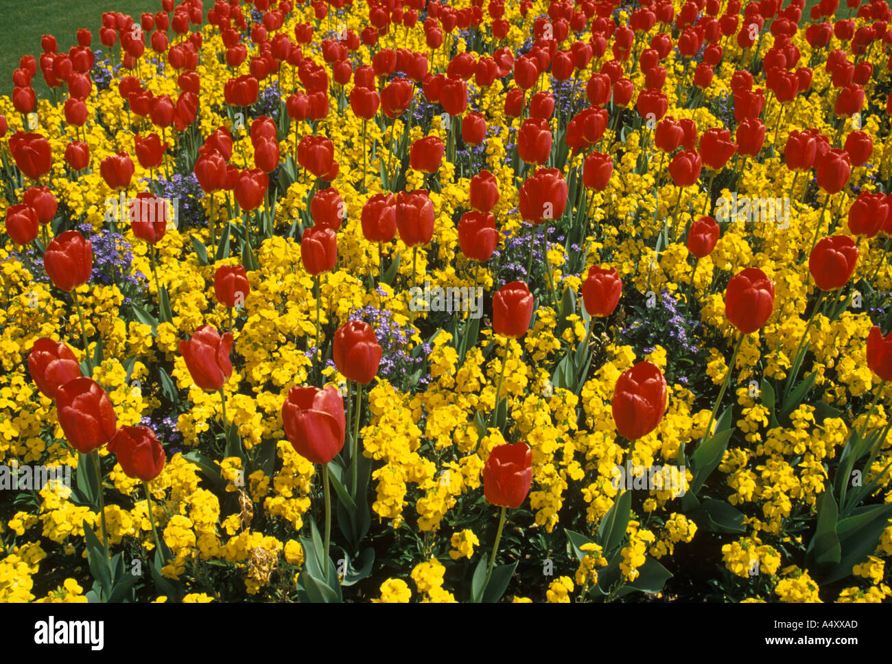 I tulipani Queen Victoria Memorial Gardens Londra Inghilterra Regno Unito Europa Foto Stock