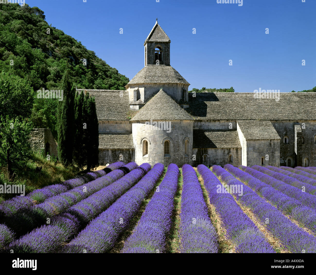 FR - Vaucluse: Abbaye Notre Dame de Senanque vicino a Gordes Foto Stock