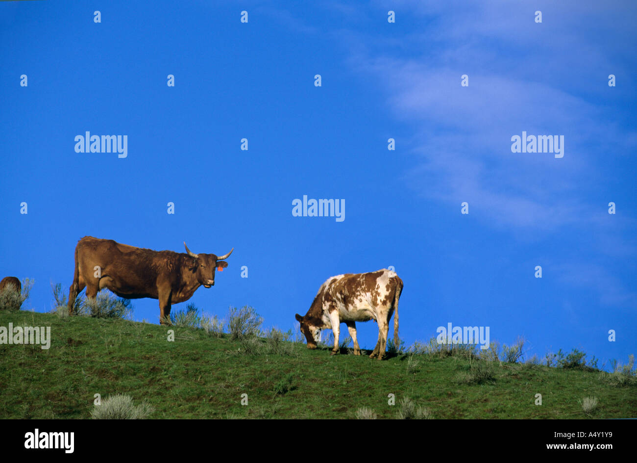 Bestiame bovino Foto Stock