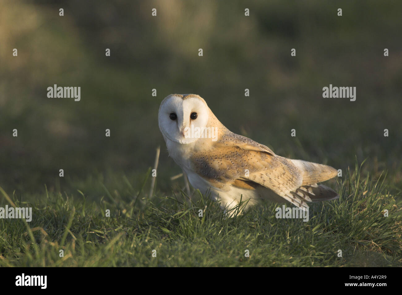 Barbagianni Tyto alba appollaiato su un terreno irregolare nella prateria nel tardo inverno sole NORFOLK REGNO UNITO Febbraio Foto Stock