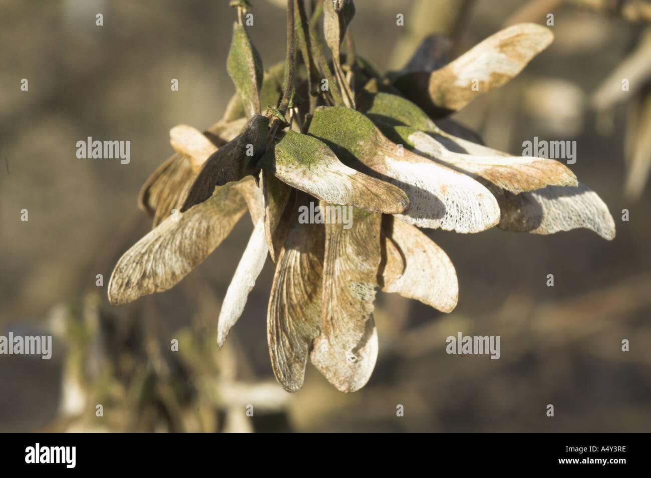 Tasti di acero in inverno Foto Stock