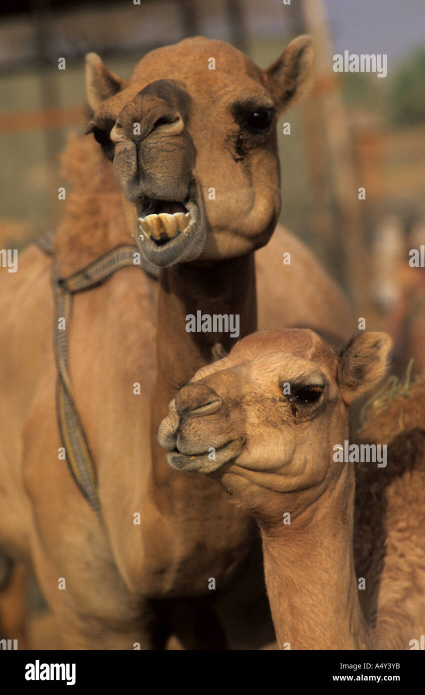 Animali funny cammelli Foto Stock