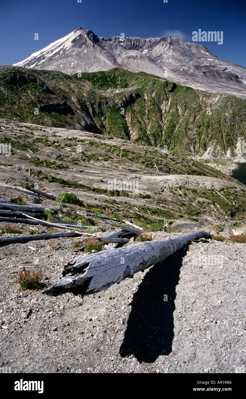 Alberi abbattuti Monte St Helens National Volcanic Monument Stato di Washington STATI UNITI D'AMERICA Foto Stock