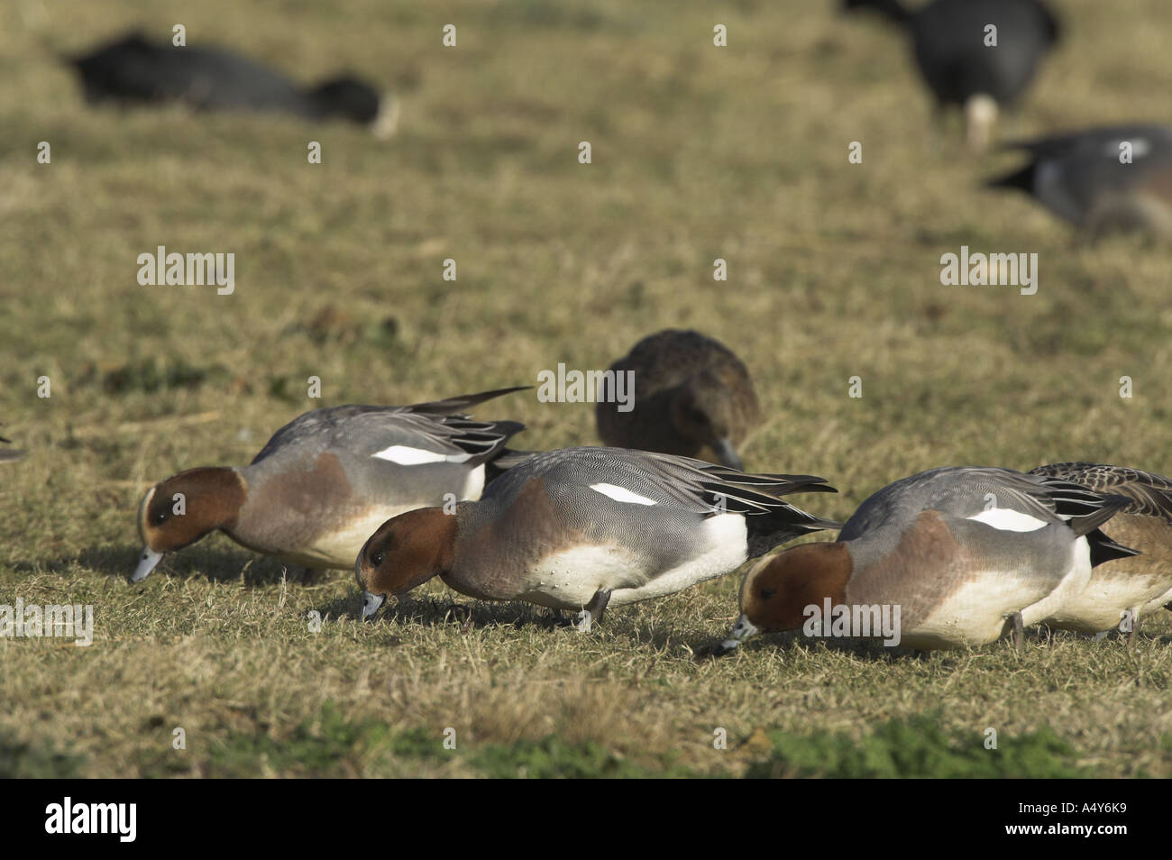 Fischione Anas penelope alimentare a waters edge norfolk Febbraio Foto Stock