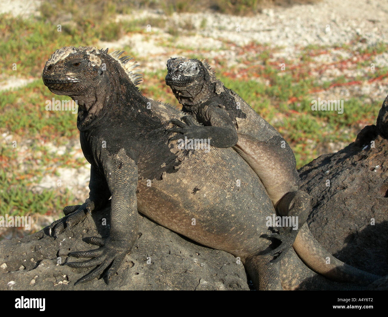 Iguane marine famiglia Foto Stock