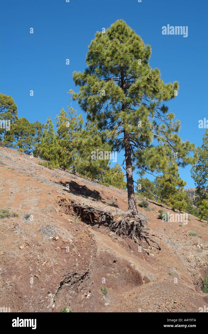 Il Parco Naturale della Corona di superfici forestali sulle pendici del monte Teide Tenerife Canarie Spagna erosione Foto Stock