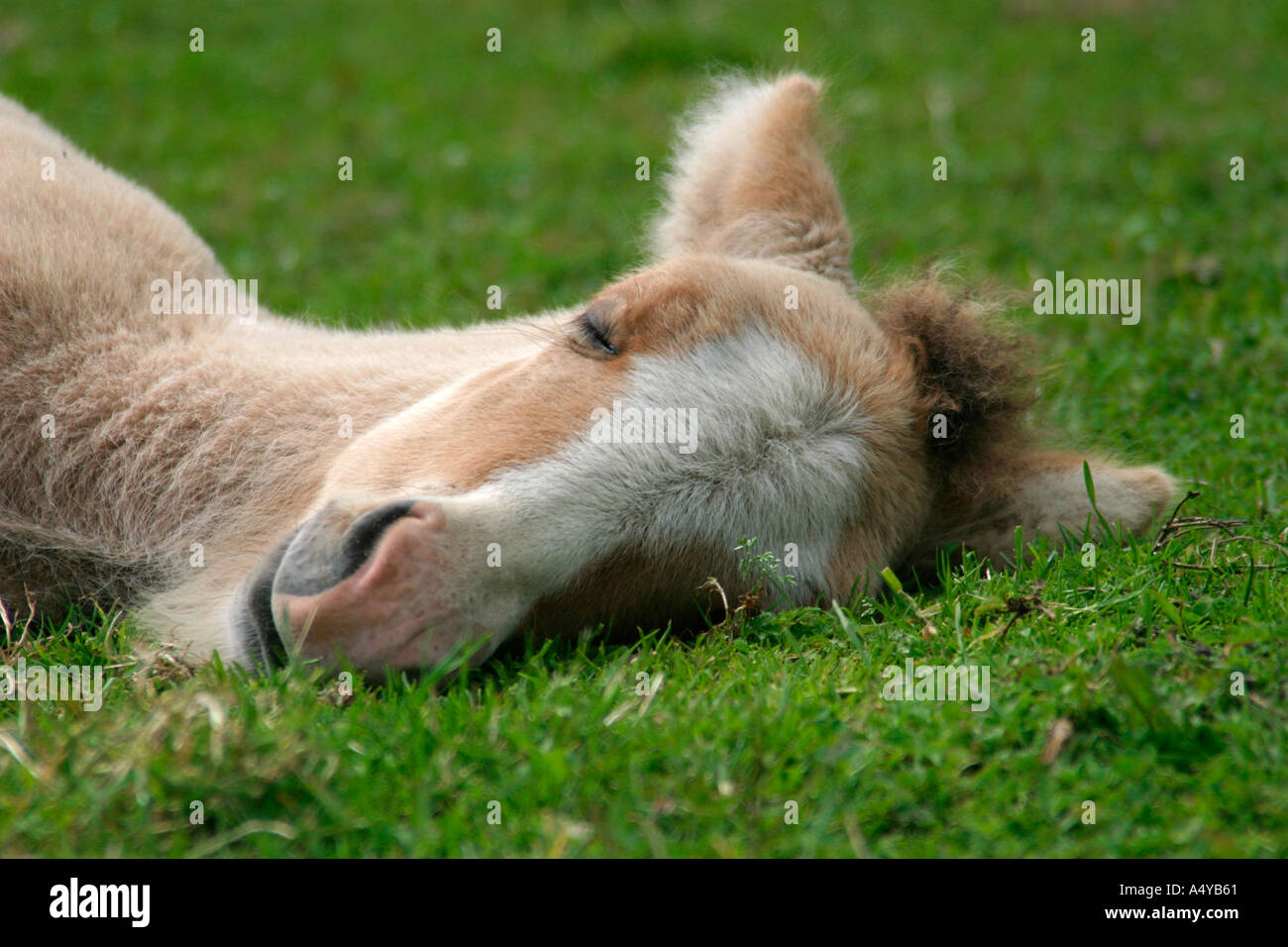 Luce Islanda daino pony puledro sleeping Foto Stock