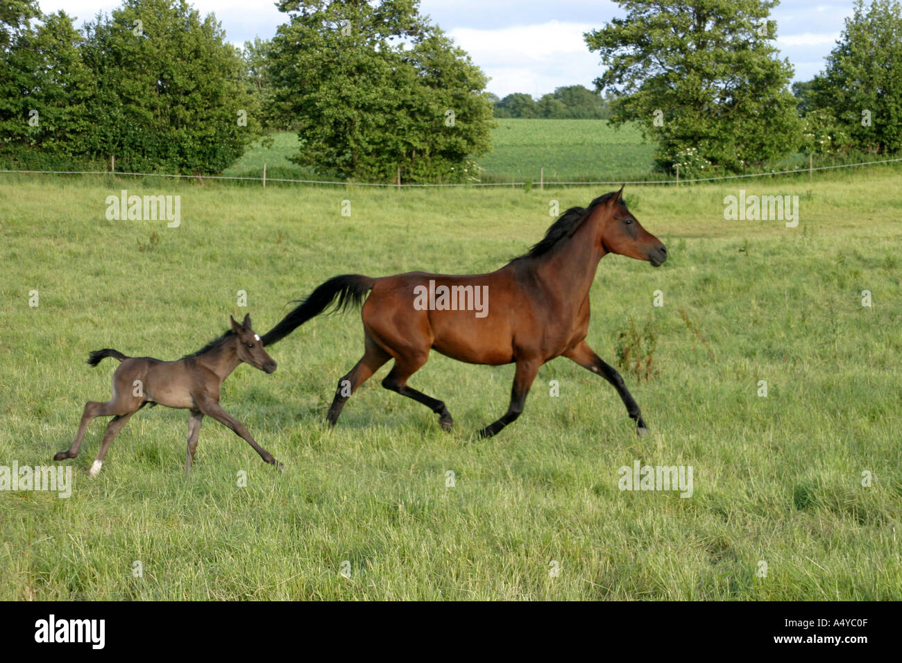 Brown Arabian mare con puledro Foto Stock