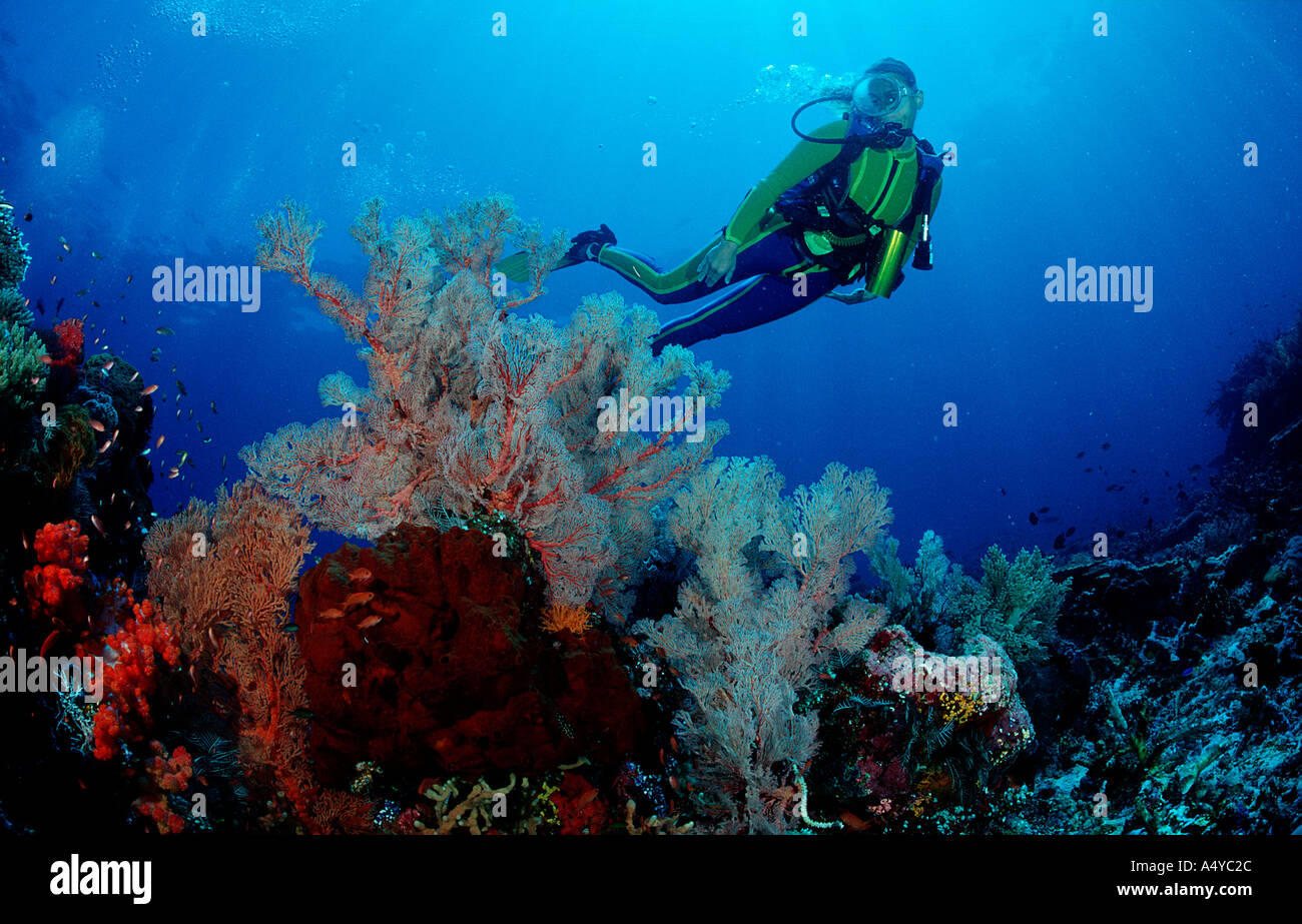 Scuba Diver e barriera corallina Indonesien Indonesia Foto Stock