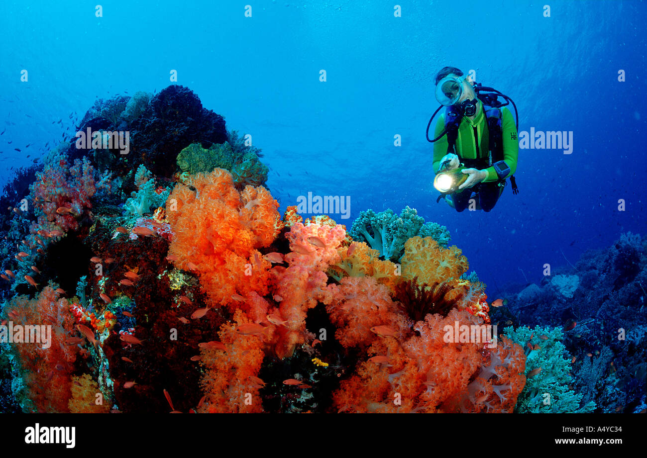 Scuba Diver e barriera corallina Indonesien Indonesia Foto Stock