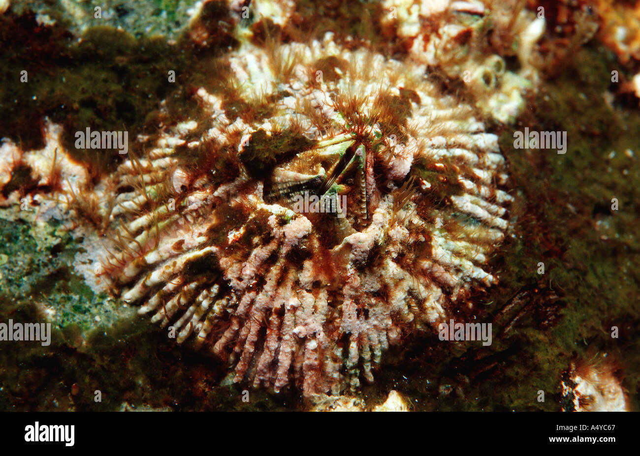 Cirripedi Cirripedia Indonesien Indonesia Foto Stock