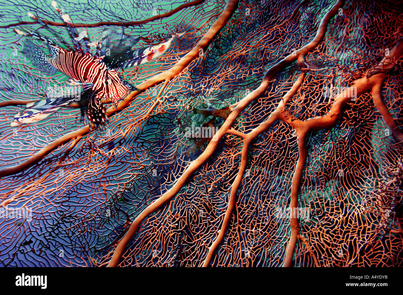 E: Medio Oriente egitto mare rosso gorgonia fan Coral Subergorgia sp - Composito Digitale> Leone, pterois volitans Foto Stock