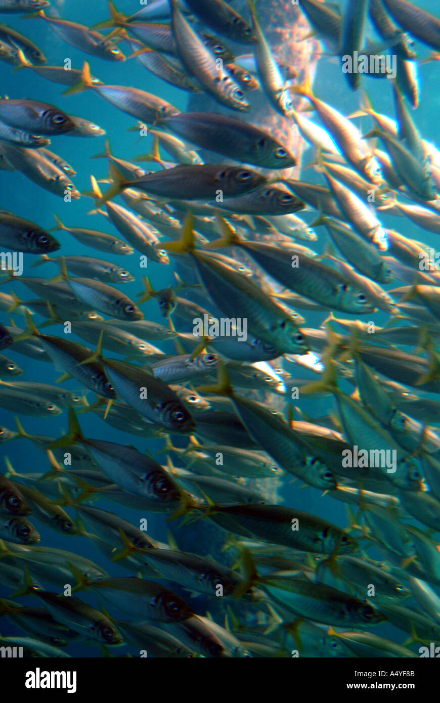Australia WA Busselton esperienza subacquea vista dal di sotto di Limanda Pesce Foto Stock