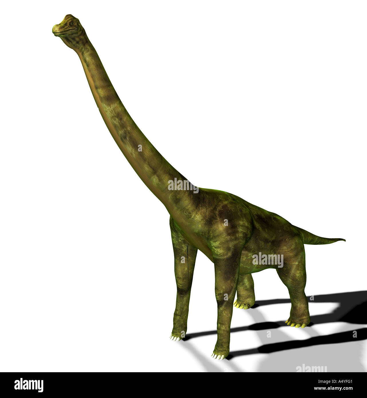 Il brachiosaurus sembrava anche al braccio lizard menzionato nel giurassico, aveva un peso di circa 80 tonnellate, una lunghezza di circa 23 m Foto Stock