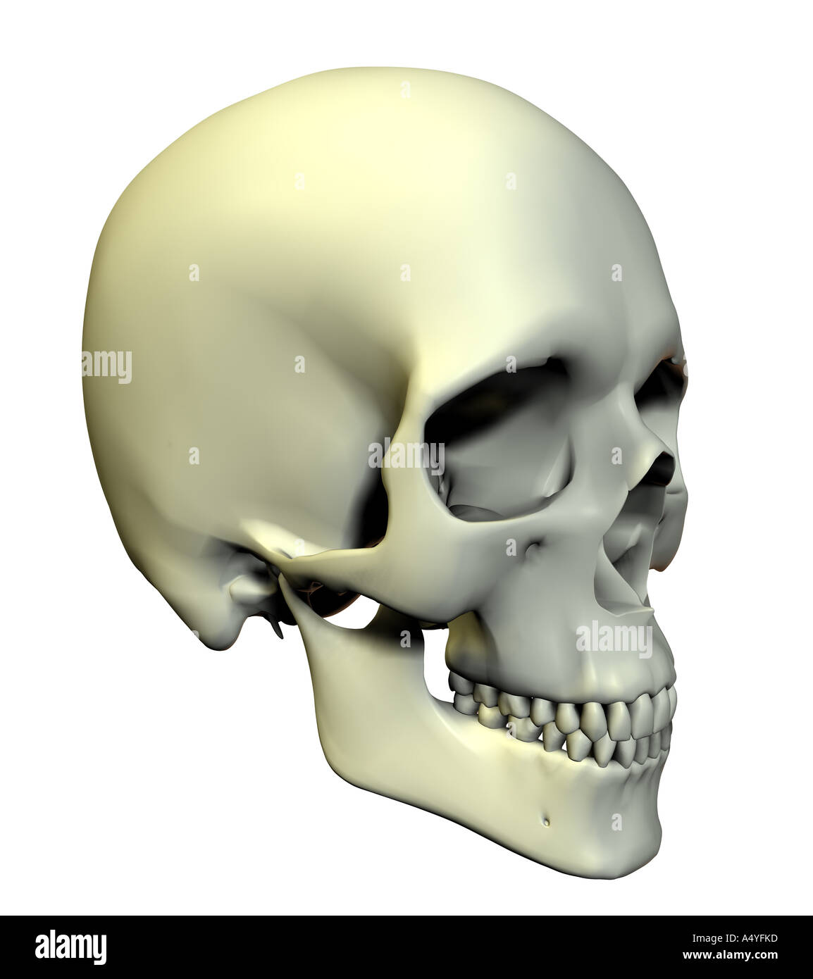 Cranio homo sapiens Foto Stock