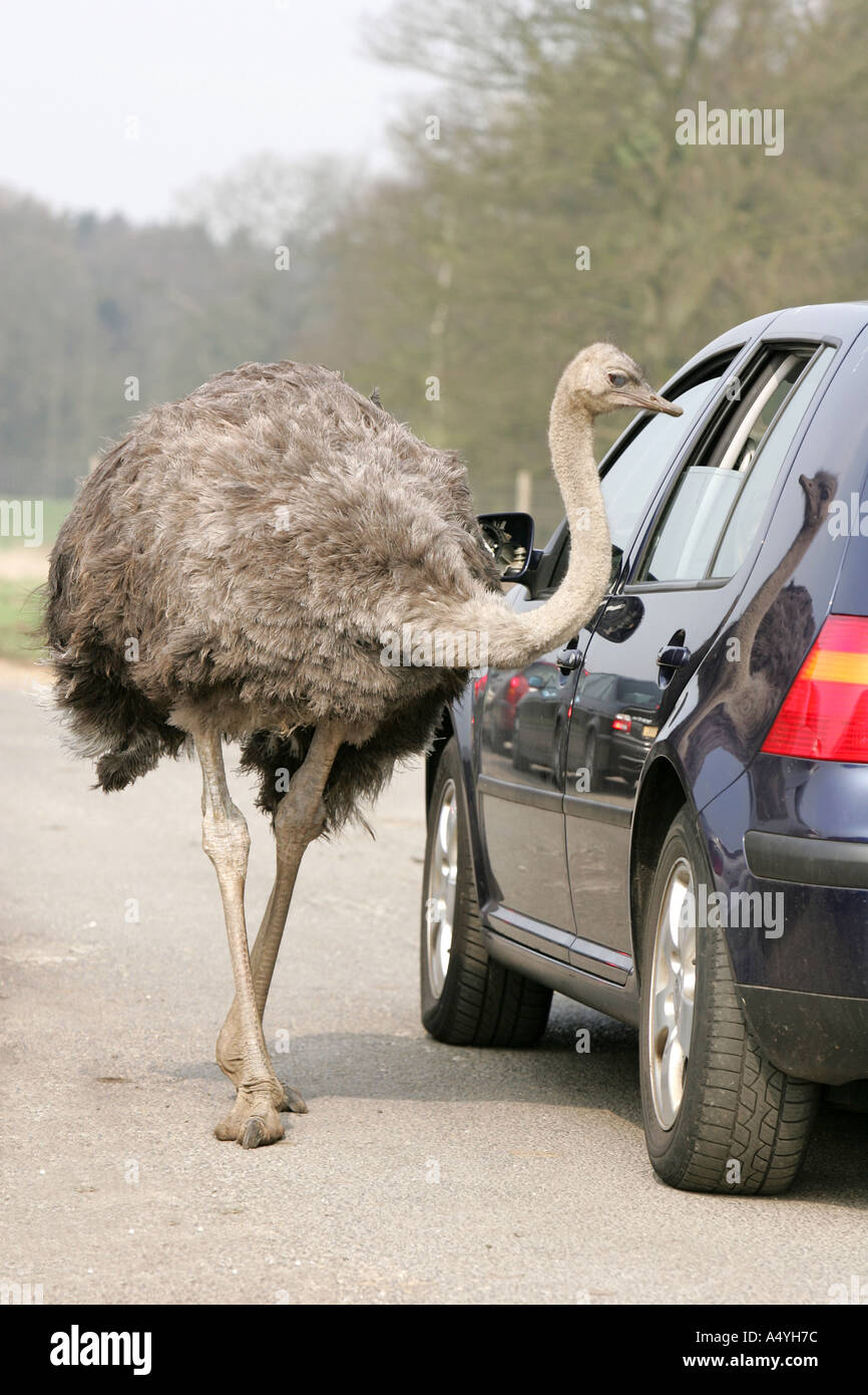 Struzzo Struthio camelus andare a piedi più grande uccello vivo gambe forti peck peek becco collo strada pedonale street tra tra auto Foto Stock