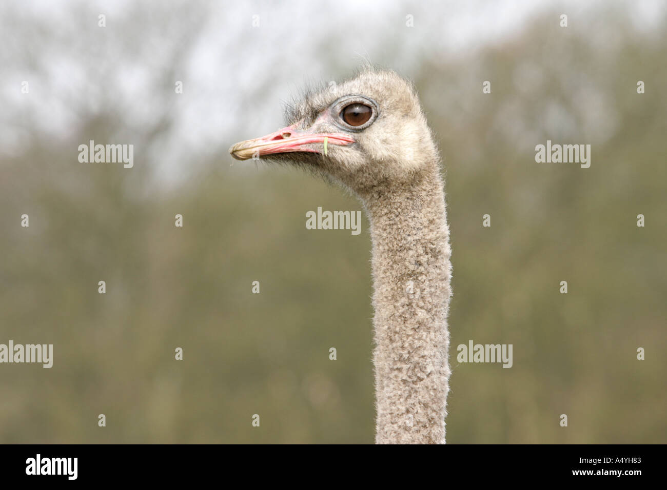 Struzzo Struthio camelus più grande uccello vivo gambe forti peck peek becco lungo collo piedi bill foro stanco dei pneumatici curiosità beh a molla Foto Stock