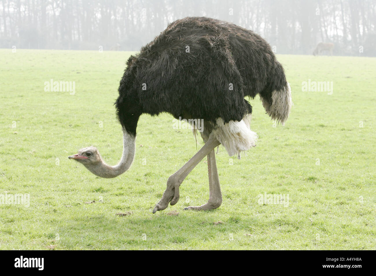 Struzzo Struthio camelus più grande uccello vivo gambe forti peck peek becco lungo collo piedi bill foro stanco dei pneumatici curiosità beh a molla Foto Stock