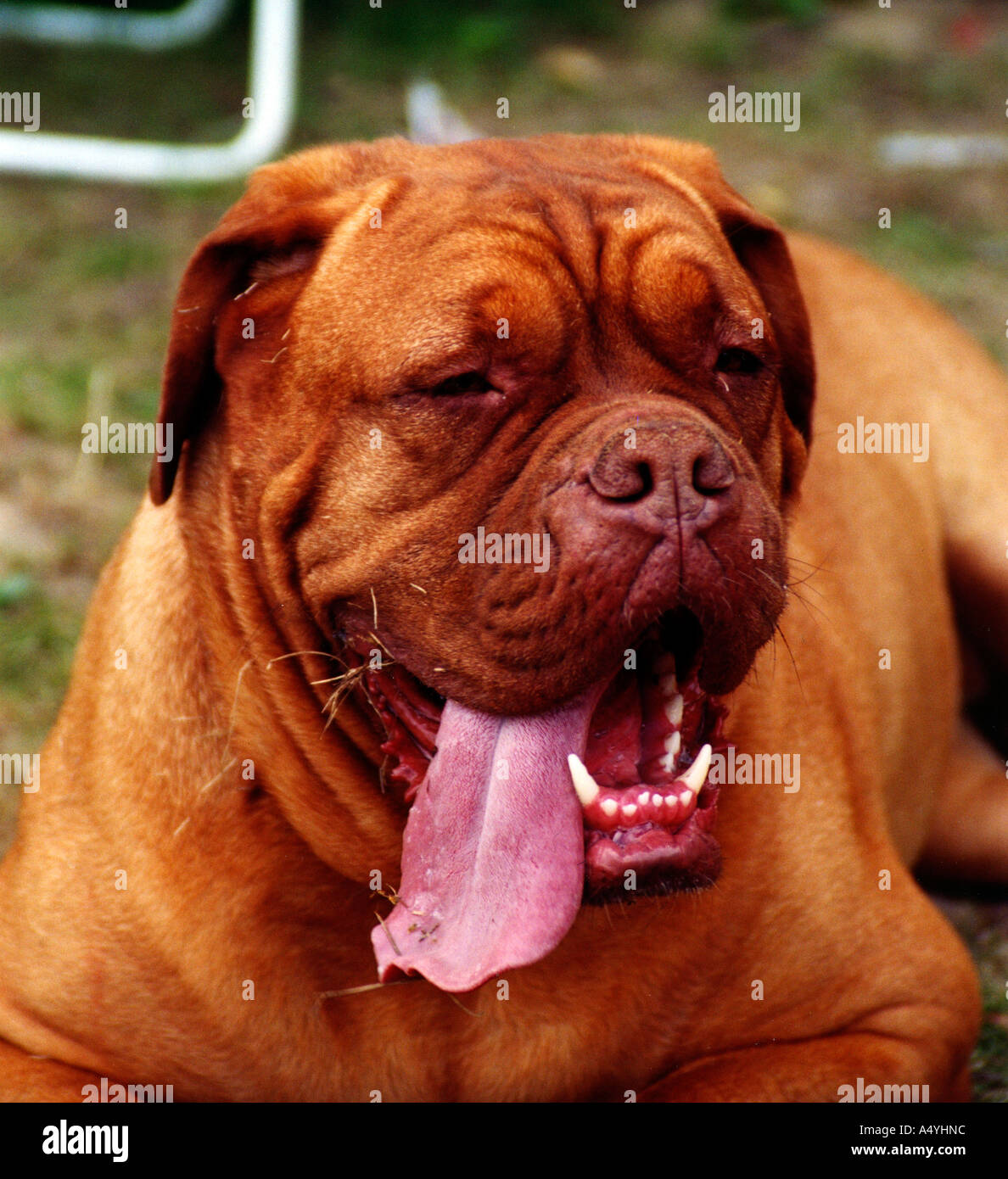 Cane con linguetta lunga Foto Stock