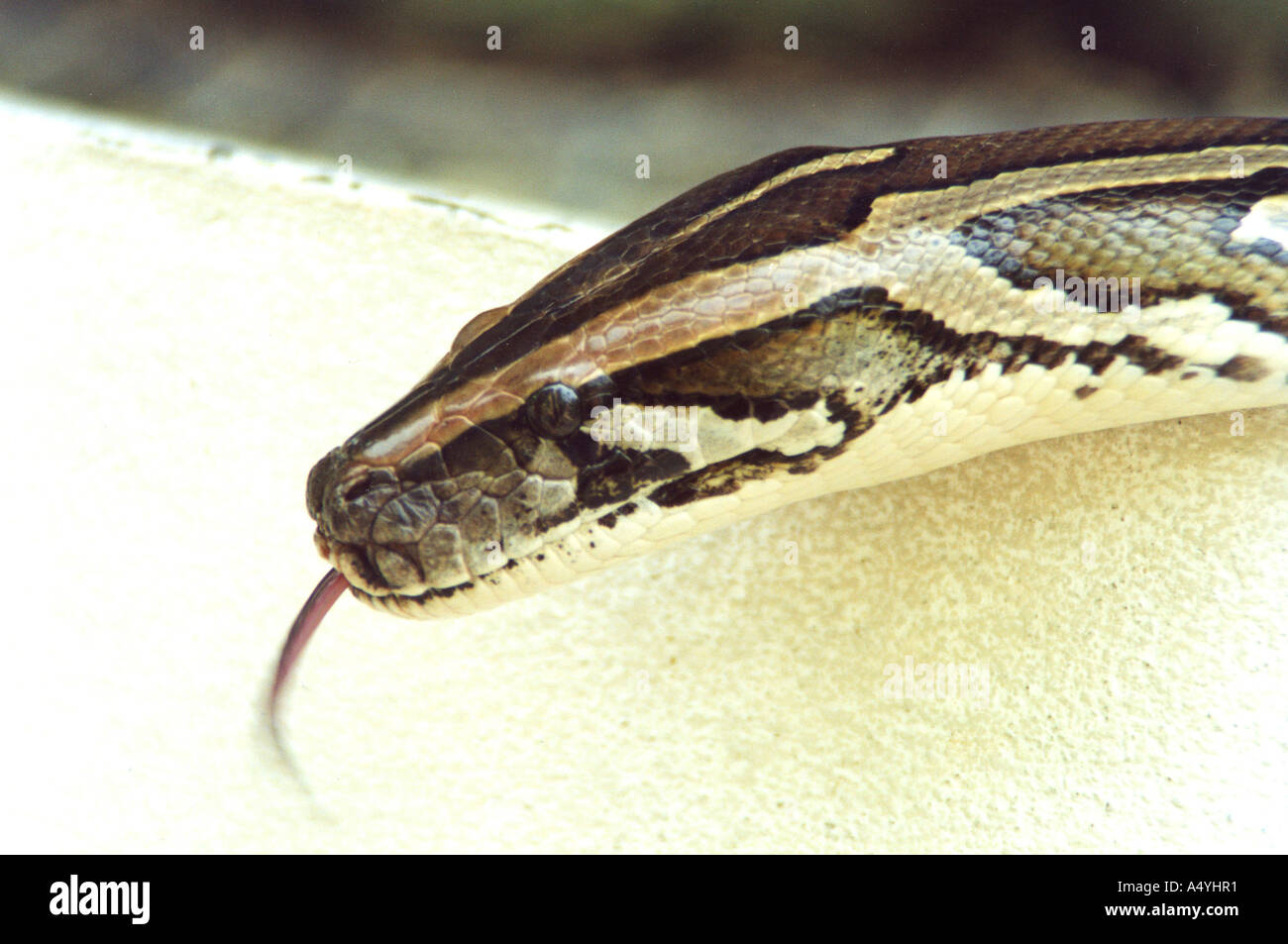 Ritratto di un serpente Foto Stock