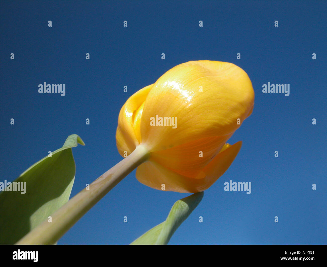 Tulipano giallo nella parte anteriore del cielo blu Foto Stock