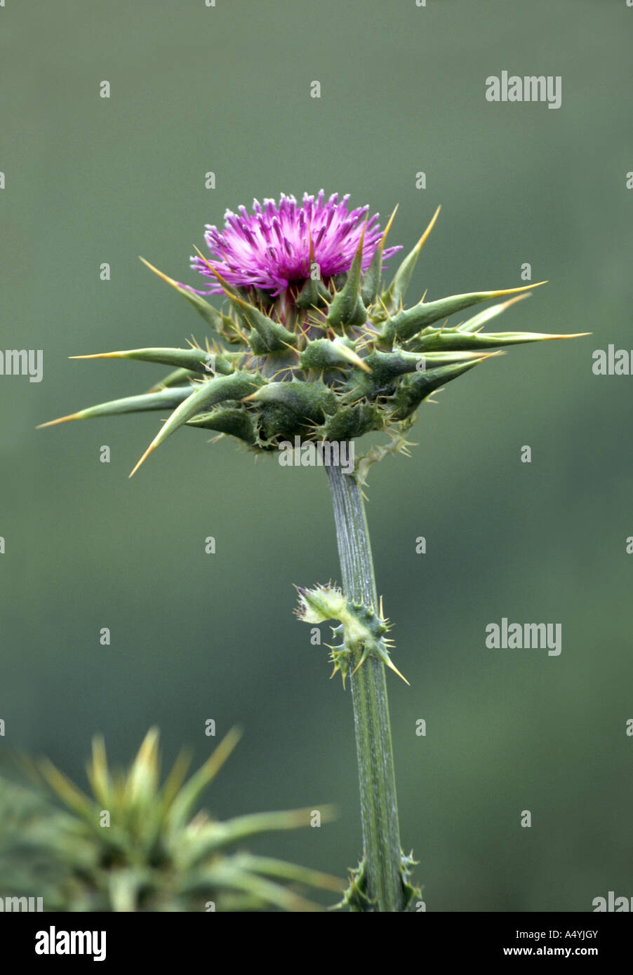 Cardo mariano Silybum marianum Foto Stock